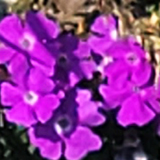 バーベナの写真